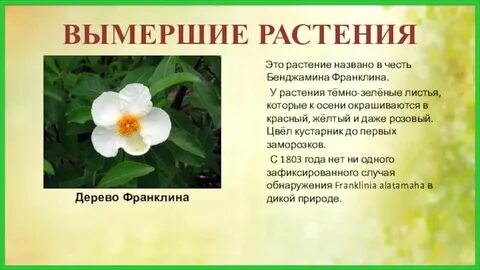 Исчезающие виды растений из красной книги