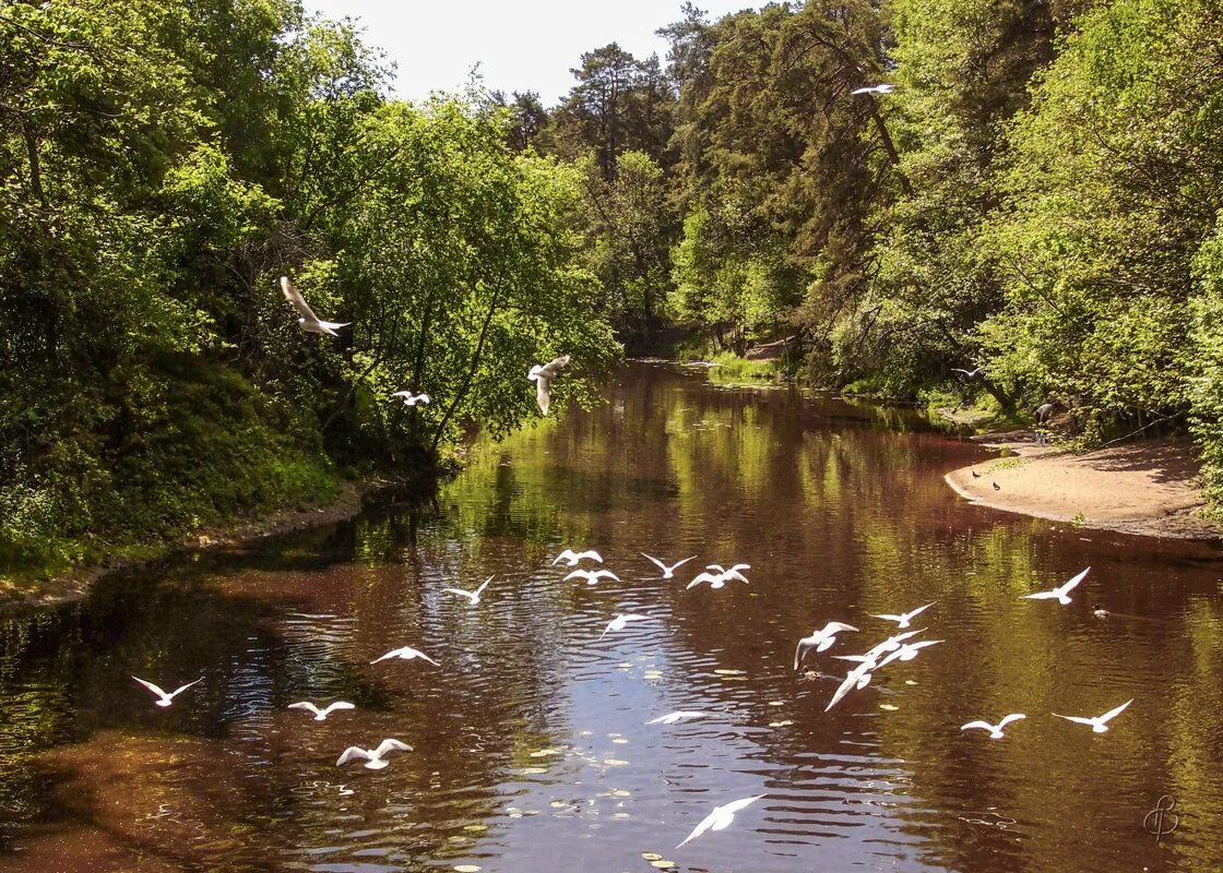 река малая дубна. река сестра ленинградская. сестра речек. река чёрная речка сестрорецк. сестра речек.