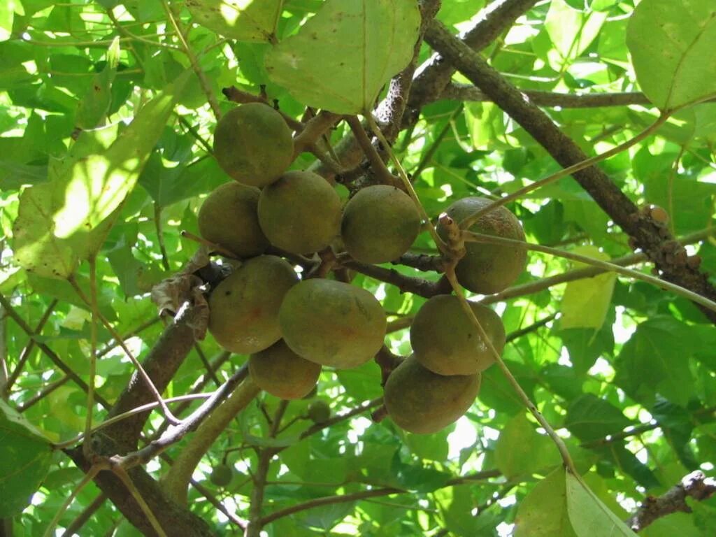 Свечное дерево кукуи. Свечное дерево aleurites moluccana. Орех кукуи. Тунг дерево. Тунговое дерево купить