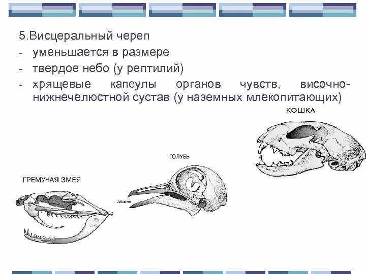 Висцеральный череп отделы и функции. Строение черепа рептилий. Висцеральный отдел черепа рептилии. Кости черепа пресмыкающихся.