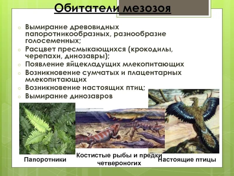 Палеозойская эра кембрий. Возникновение первых птиц расцвет рептилий расцвет моллюсков. Юра период мезозойской эры. Расцвет рептилий эра. Палеозойская эра кембрийский период климат.