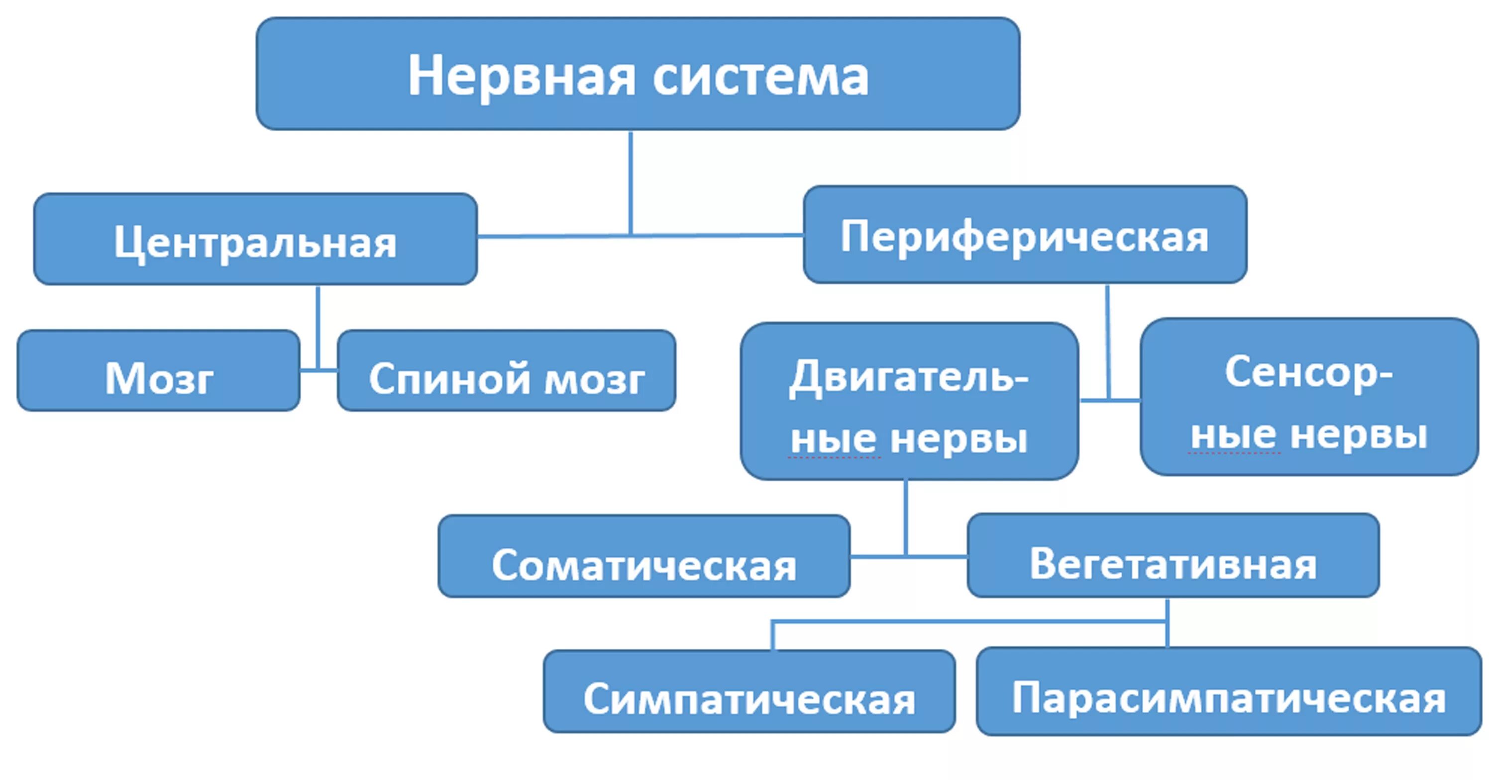 Структура нервной системы схема. Схема нервной системы человека Центральная и периферическая. Нервная система из чего состоит схема. Периферическая нервная система схема строения. Нервная система делится на центральную и