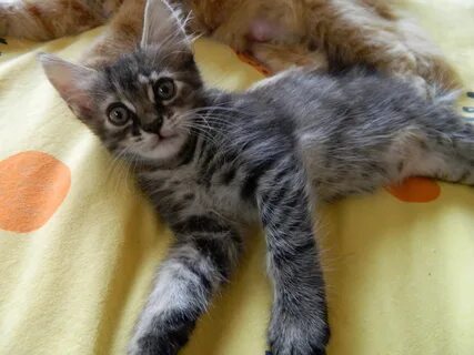 Котята от домашней кошки