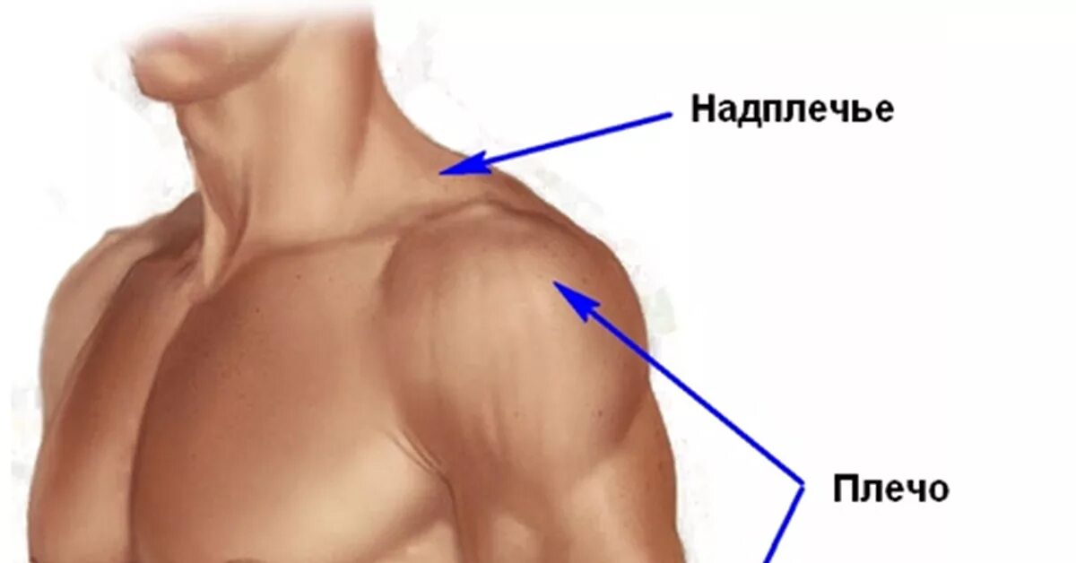 Плечо справиться. Плечо надплечье. Где находится плечо у человека. Плечо и предплечье у человека. Предплечье где находится картинка.