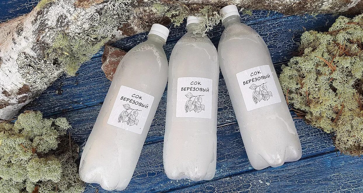 Береза и березовый сок. Можно ли морозить березовый сок. Березовый сок и мочевина в крови. Можно ли морозить березовый сок. Сбор березового сока.