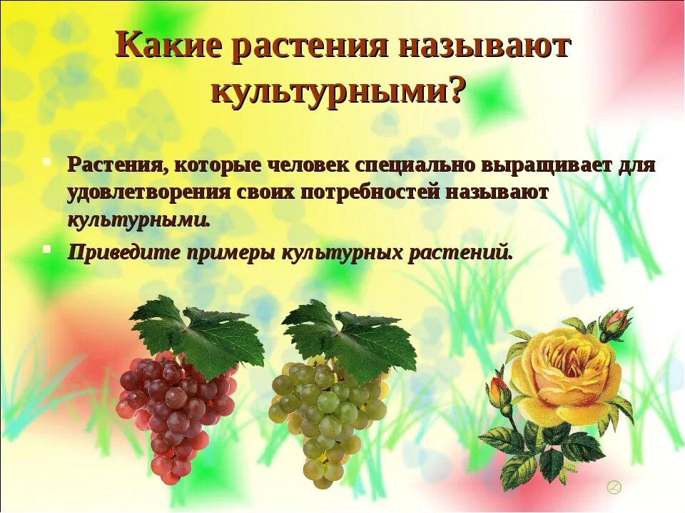 Культурные примеры