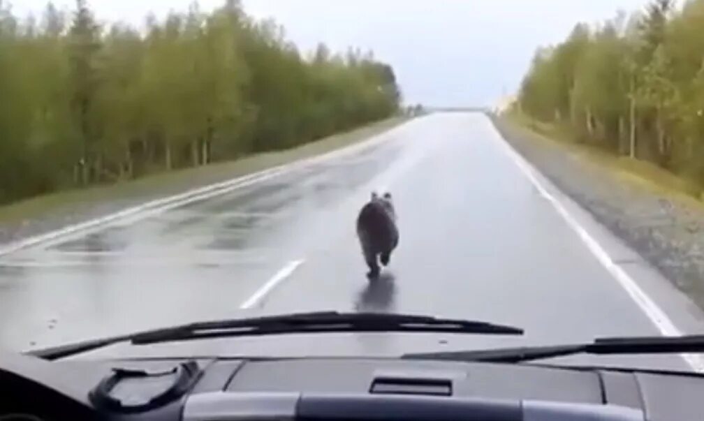 Медведь на дороге. Медведь бежит по трассе. Медведь авто Надым. Медведь в машине. Видит медведь машина горит