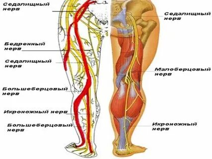 Как проходит седалищный