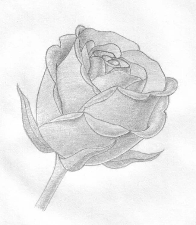 Gul chizish. Красивые рисунки карандашом. Gul chizish. Цветы простым карандашом. Атиргул расмларини чизиш.