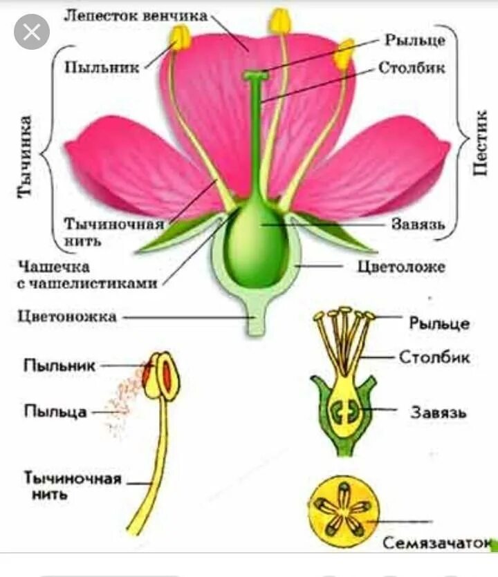 Какую функцию в цветке выполняет завязь ответ. Чашелистики пестик тычинки венчик. Пестик тычинка венчик. Чашечка венчик тычинки и пестики. Пестик венчик тычинка околоцветник.