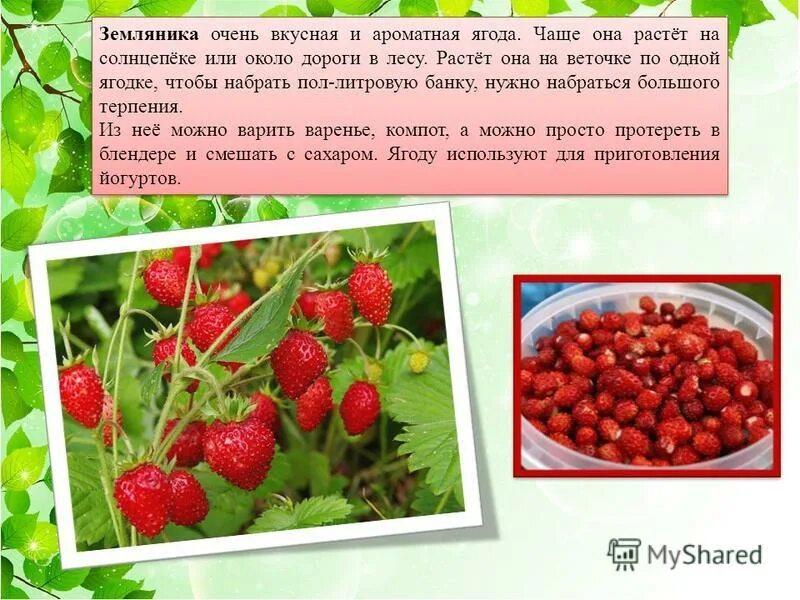 Земляника поспела. Очень вкусная ягода. Предложение про землянику. Как растет земляника в лесу. Землянику часть речи