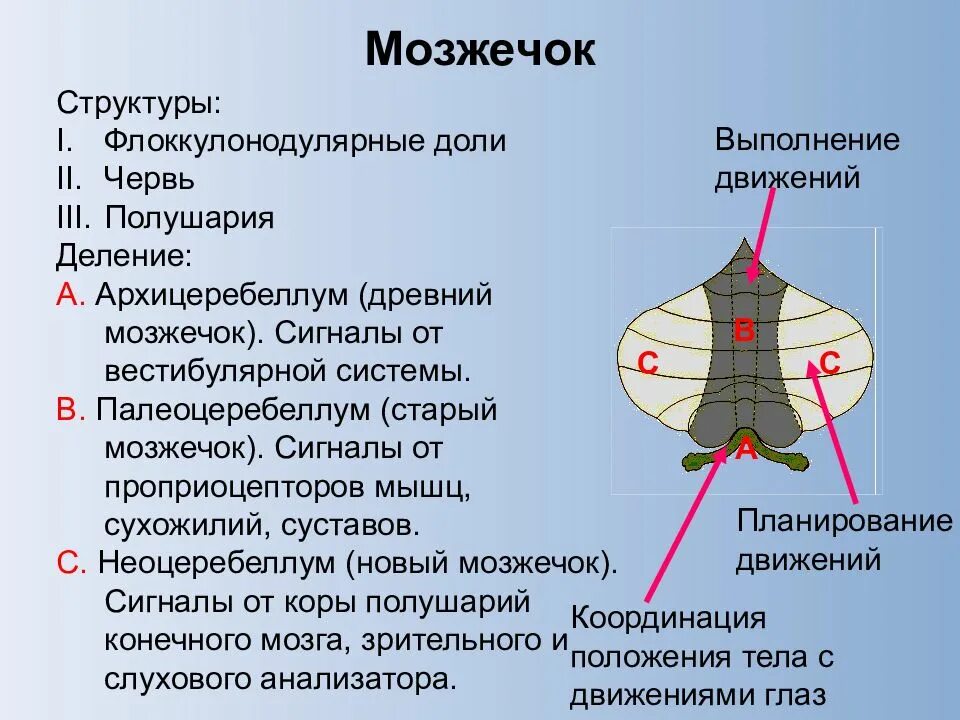 Плохо развит мозжечок. Мозжечок строение доли. Структуры мозжечка. Строение мозжечка человека. Функциональное строение мозжечка.