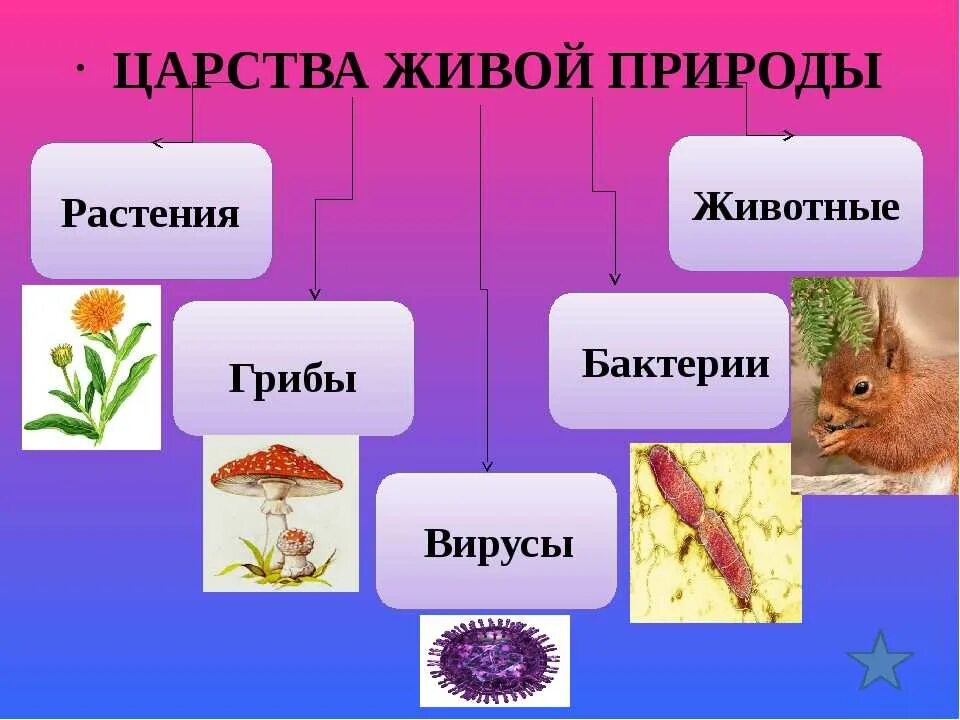 Царства живой природы. Многообразие живой природы. Определи царство природы. Царства живой природы животные