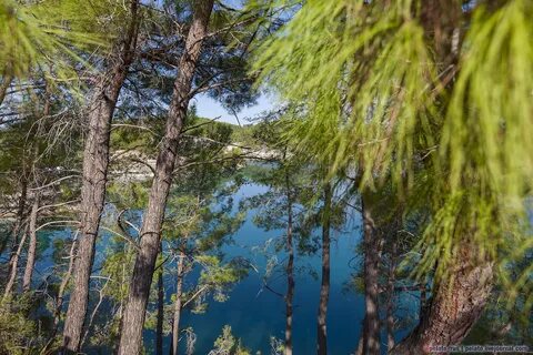 Вода сосна