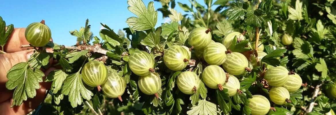 Крыжовник белорусский сахарный. Крыжовник малахит. Крыжовник малахит куст. Крыжовник сорт малахит. Крыжовник куршу