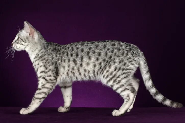 Как выглядит кошка египетская мау Egyptian Mau in 2022 Egyptian mau, Animal books, Cat breeds