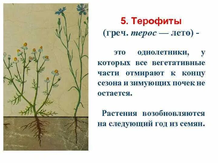 Гемикриптофиты это