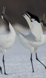 Какие птицы танцуют