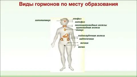 Гормоны виды