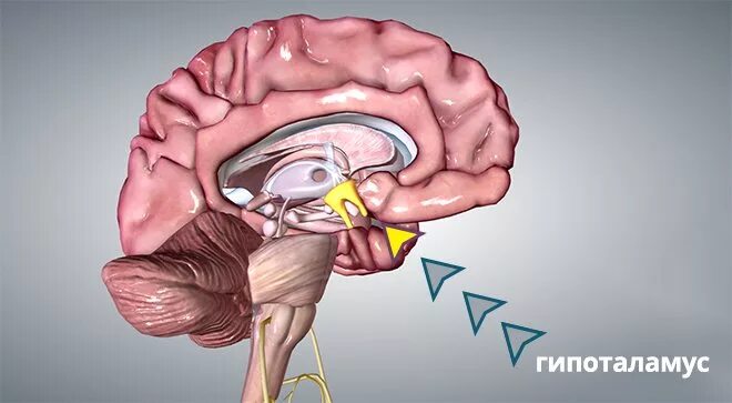 Гормоны вырабатываемые мозгом. Гипоталамус. Гипоталамус картинка. Гипоталамус человека. Гипоталамический мозг.