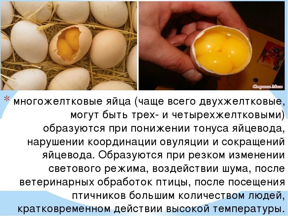 Двухжелтковые яйца порода кур. Двойной желток в яйце. Куриные яйца с двумя желтками. Многожноюлтковые яйца. Почему в яйцах бывает кровь