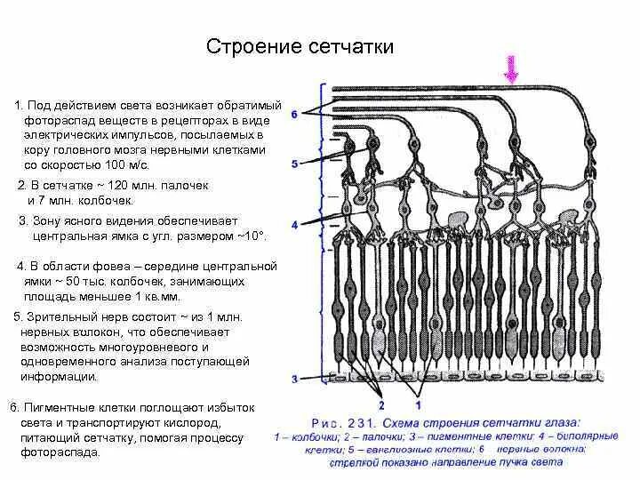 Строение сетчатки рисунок. Строение рецепторного аппарата сетчатки. Строение сетчатки анатомия. Строение сетчатки глаза. Строение рецепторного аппарата сетчатки глаза.