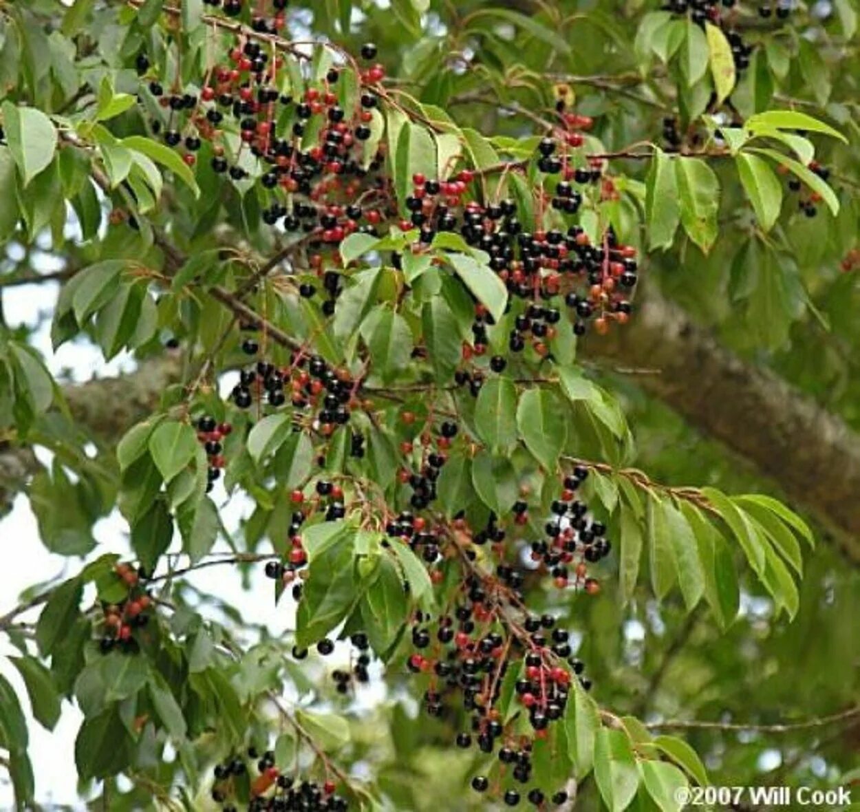 Дерево похожее на вишню. Black cherry (prunus serotina ) дерево. дикая вишня лесная. prunus serotina растение. лесная черешня куст.