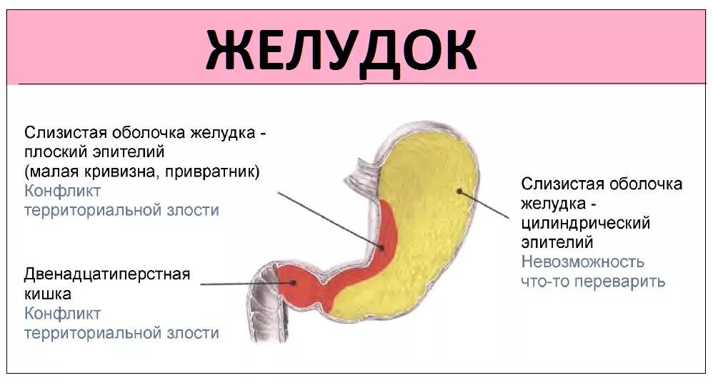 Психосоматика желудок. Психосоматика заболеваний желудка. Боль в желудке психосоматика. Психосоматика желудочно кишечных заболеваний.