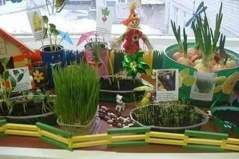 Огород на подоконнике отчет