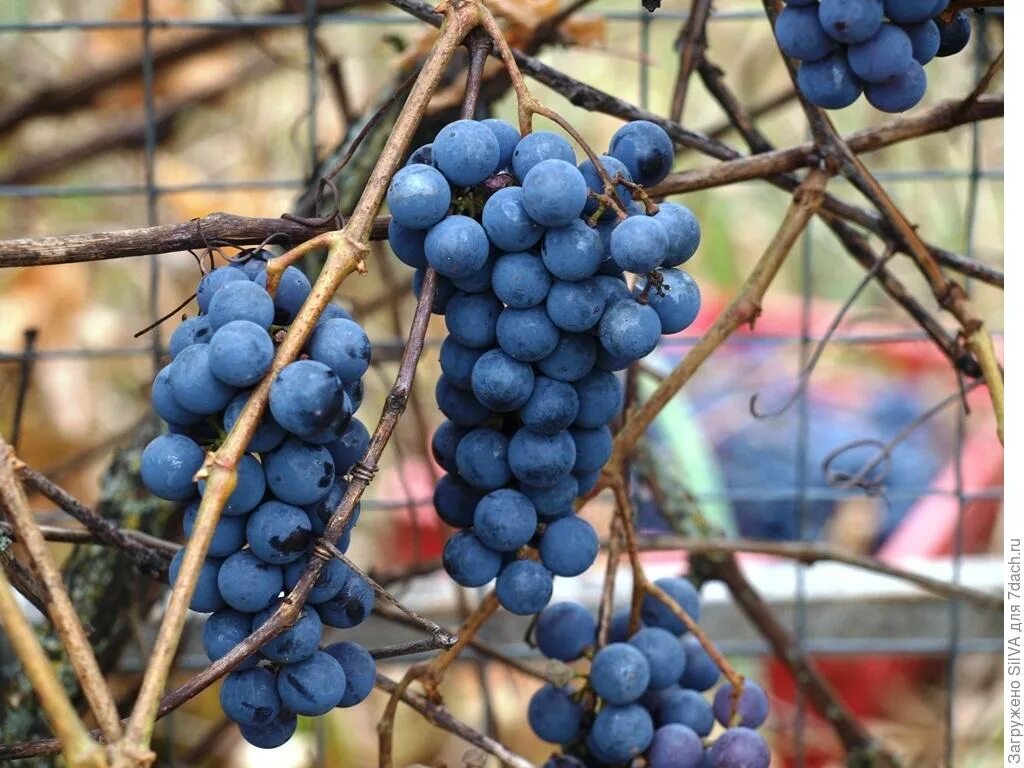 Технический виноград. Виноград технический китайский. Фото синий виноград поспел.
