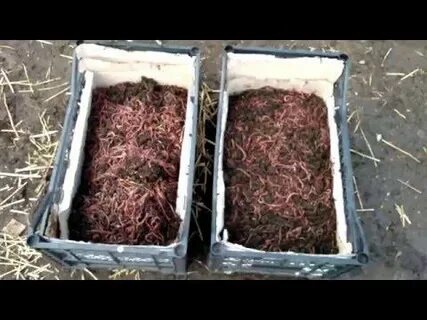 Выращивание червей