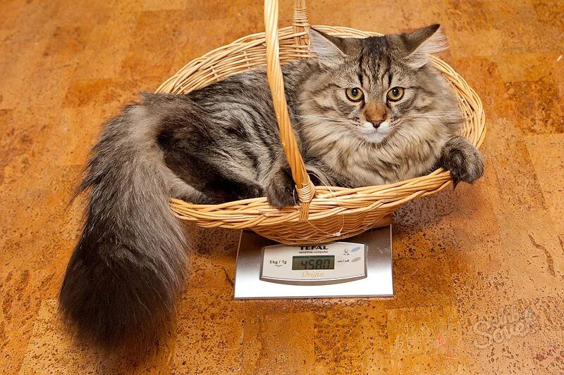 Взвешивание кота. Котик взвешивается. Котик на весах. Смешные коты весы. Весы для кошек купить