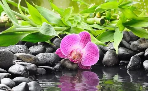 Купить Фотообои розовая орхидея на черных камнях возле воды на стену. Фото с цен