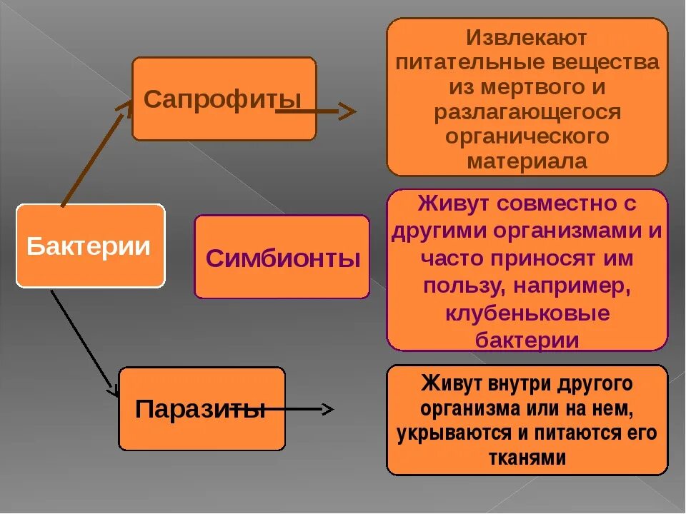 Сапрофиты и паразиты. Паразиты сапрофиты и симбионты. бактерии паразиты и сапрофиты. бактерии сапротрофы и паразиты. сапротрофы паразиты симбионты.