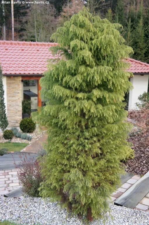 Криптомерия японская элеганс. Криптомерия японская элеганс виридис. Криптомерия японская элеганс виридис. Криптомерия японская глобоза. Криптомерия японская элеганс.