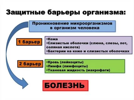 Защиту организма животного от инфекции обеспечивает система