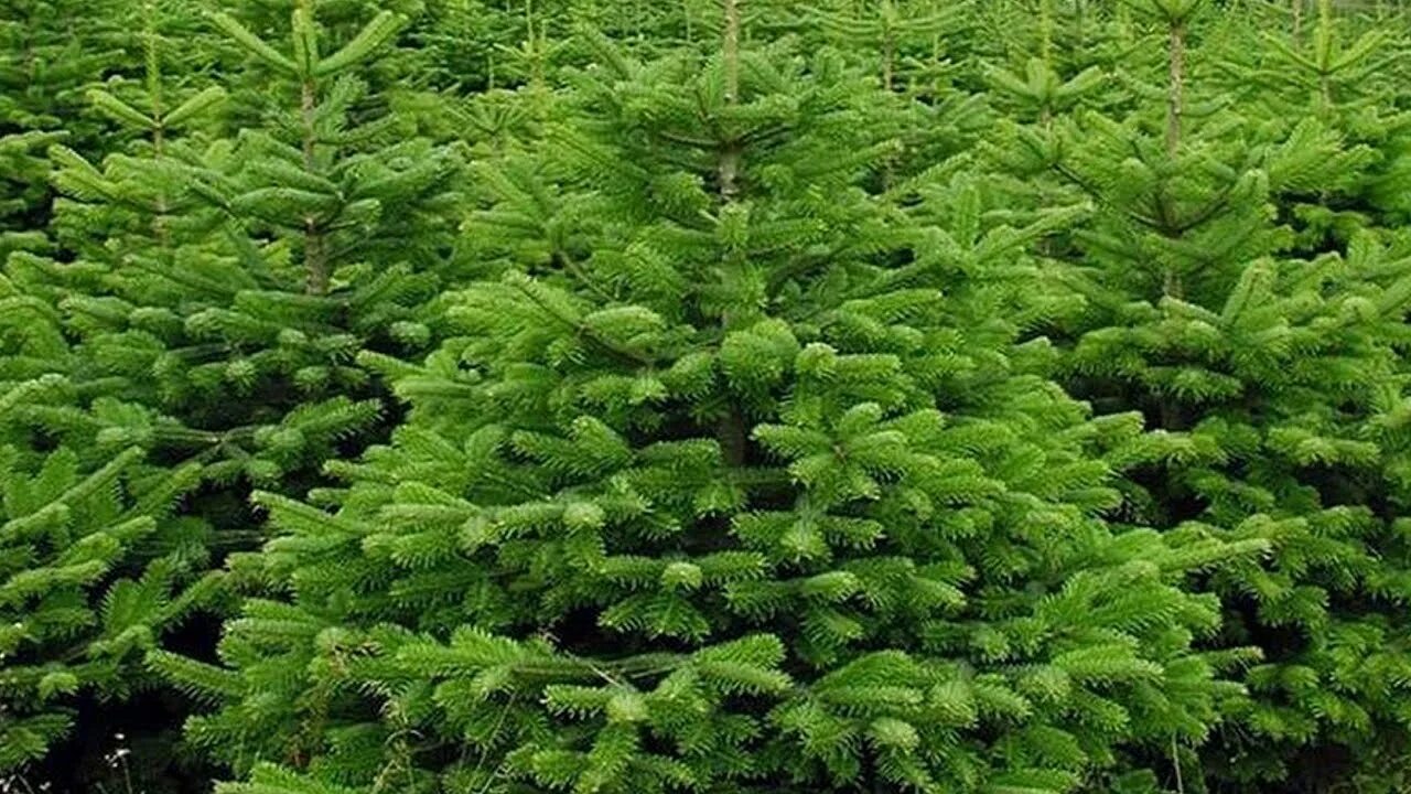 Ель в подмосковье. Иерусалим питомник елок. Дмитровский питомник елок. Пихта нордмана саженцы. Дмитровский питомник елок.