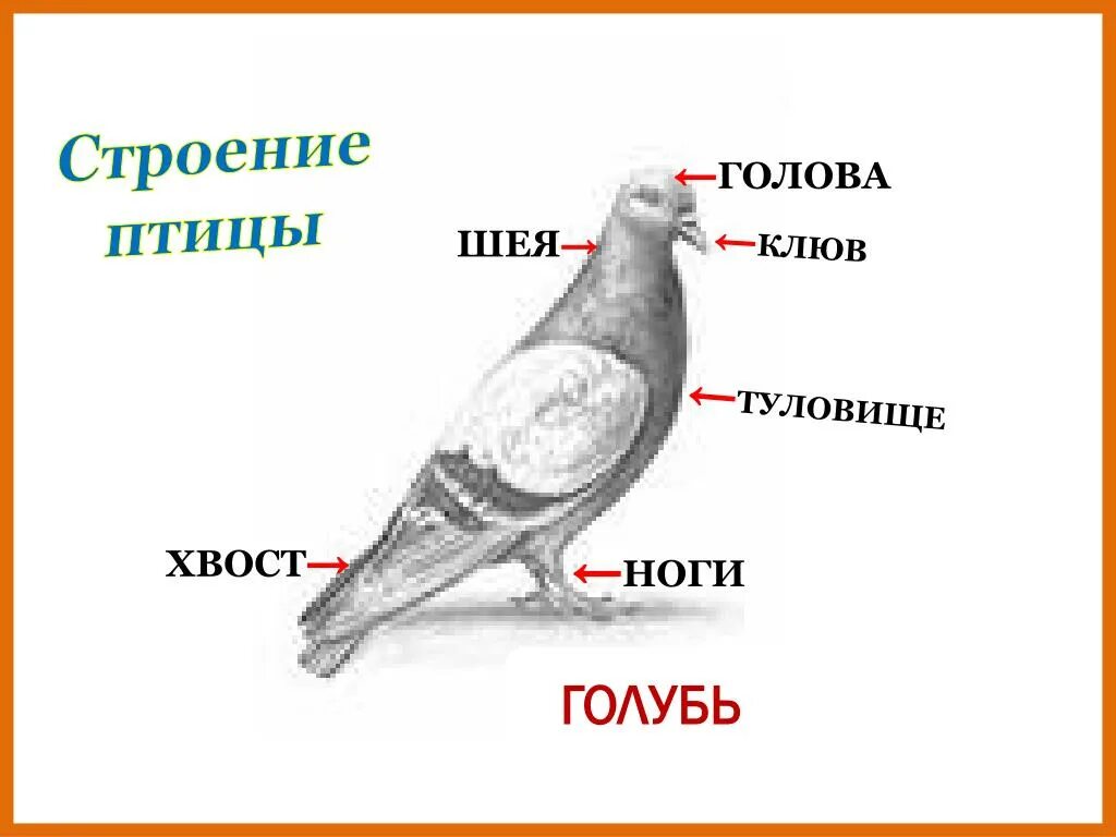 Назови части птицы