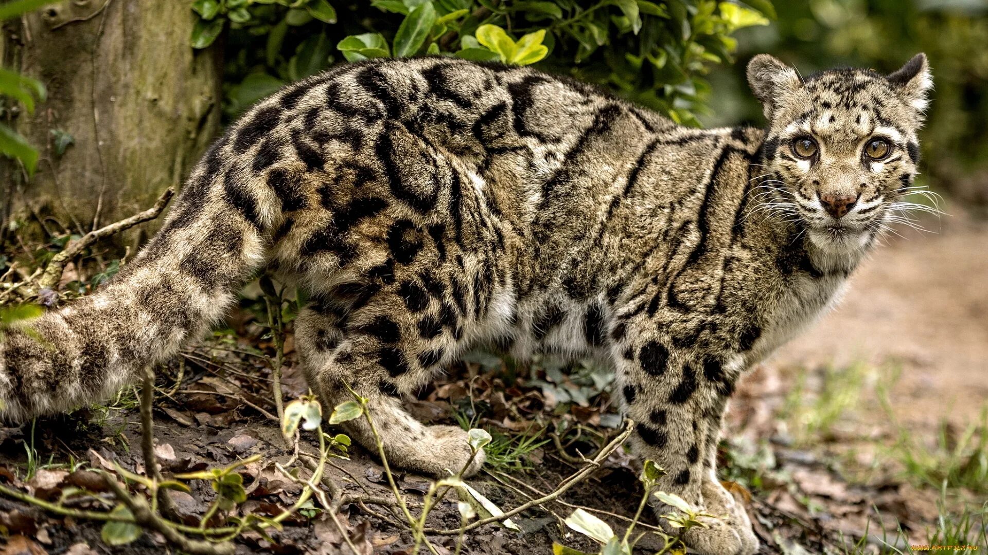 Как называется хищный. Кошачье семейство. Семейство кошачьих дикие звери. Кавказская пума. Как называется хищный.