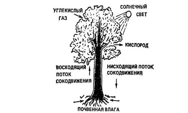 Восходящий и нисходящий ток. Сокодвижение деревьев схема. Схема движения сока по стволу дерева. Движение соков в дереве схема. Сокодвижение у растений.