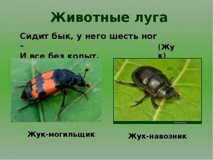 Жизнь луга окружающий мир 4 класс видеоурок