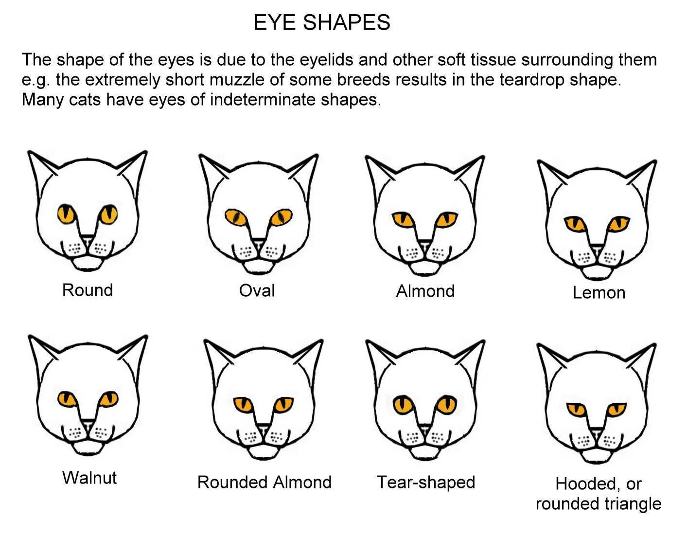 Овальная форма глаз у кошек. Округлая форма глаз у кошек. Формы морды котов. Мордочки кошек разных пород. Типы окрасов кошек