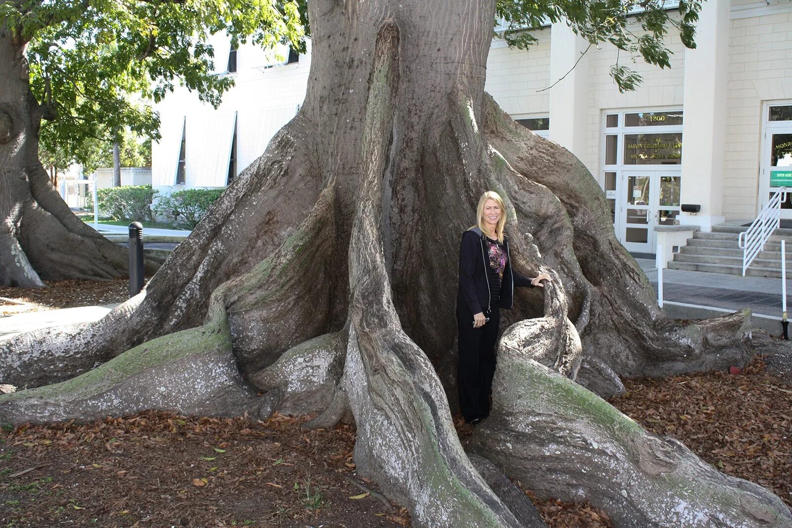 A tree without roots