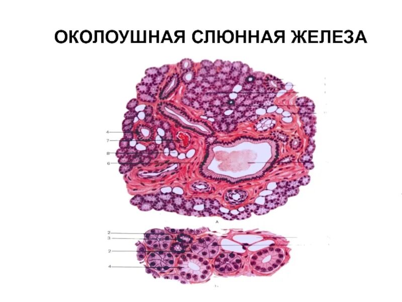 Околоушная слюнная железа гистология. Слюнные железы гистология препарат. Строение околоушной железы гистология. Околоушная железа гистологический препарат. Околоушная железа строение