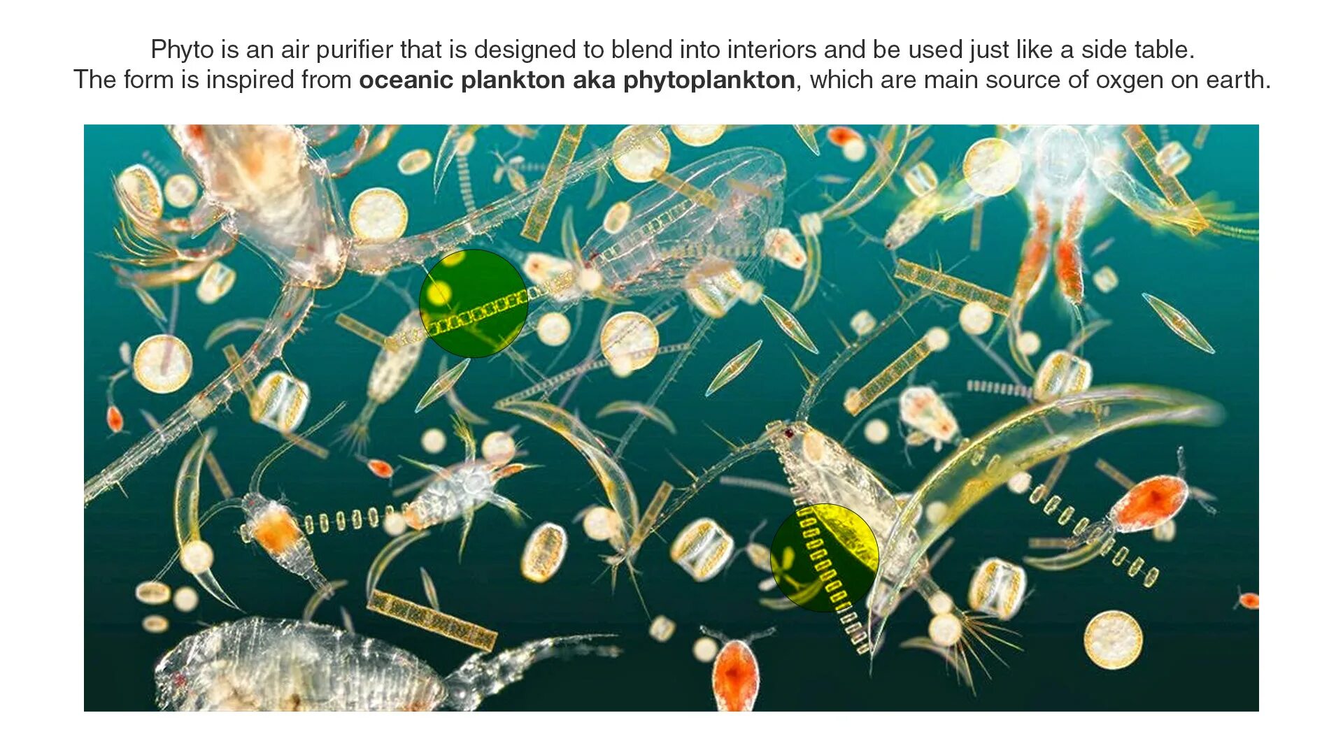Скопление живых организмов. Зоопланктон и фитопланктон. Зоопланктон рачки. Зоотрофный зоопланктон. Зоопланктон питается фитопланктоном.
