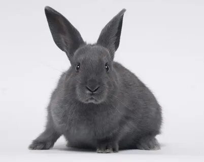 Bunni emma