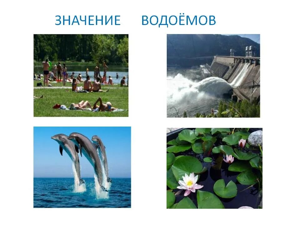 Значение водоема в природе. Виды водоемов. Значение водоемов. Значение прудов. Выпуск в водоем виды.