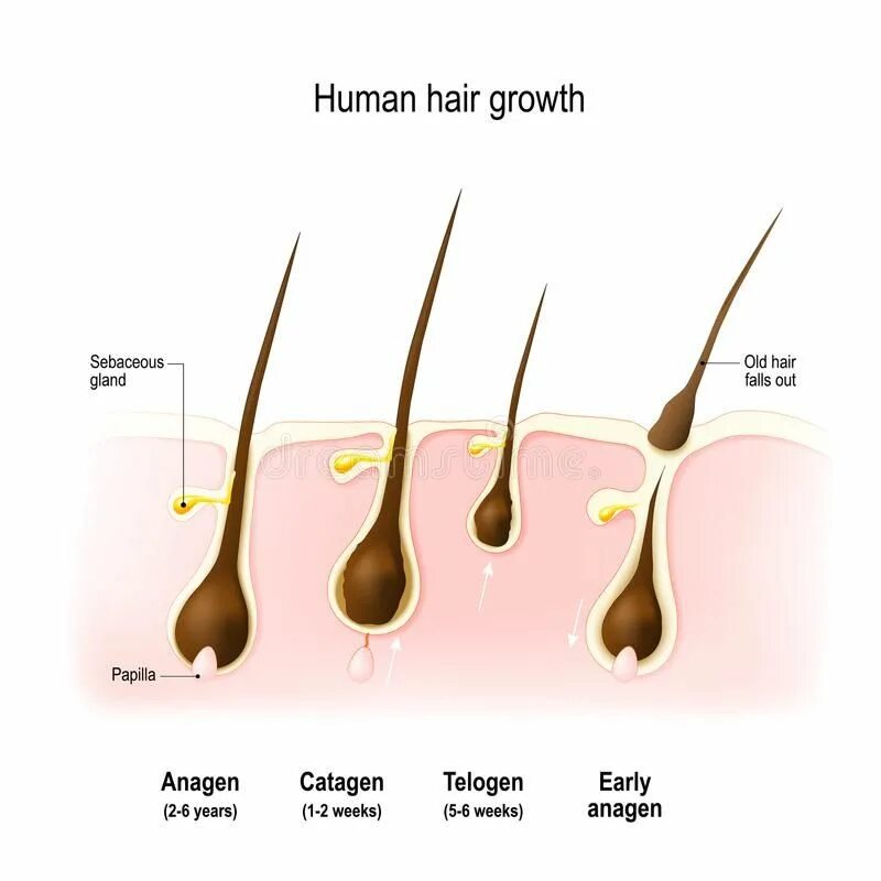 Сколько волос есть у человека. Жизненный цикл роста волос. Жизненный цикл волоса. Этапы роста волос на голове. Фаза роста волос на голове человека.