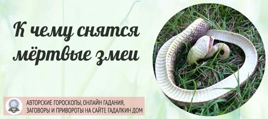 К чему снится дохлая змея. К чему снится мертвая змея. к чему снится мертвая змея женщине. к чему снятся мёртвые змеи женщине.