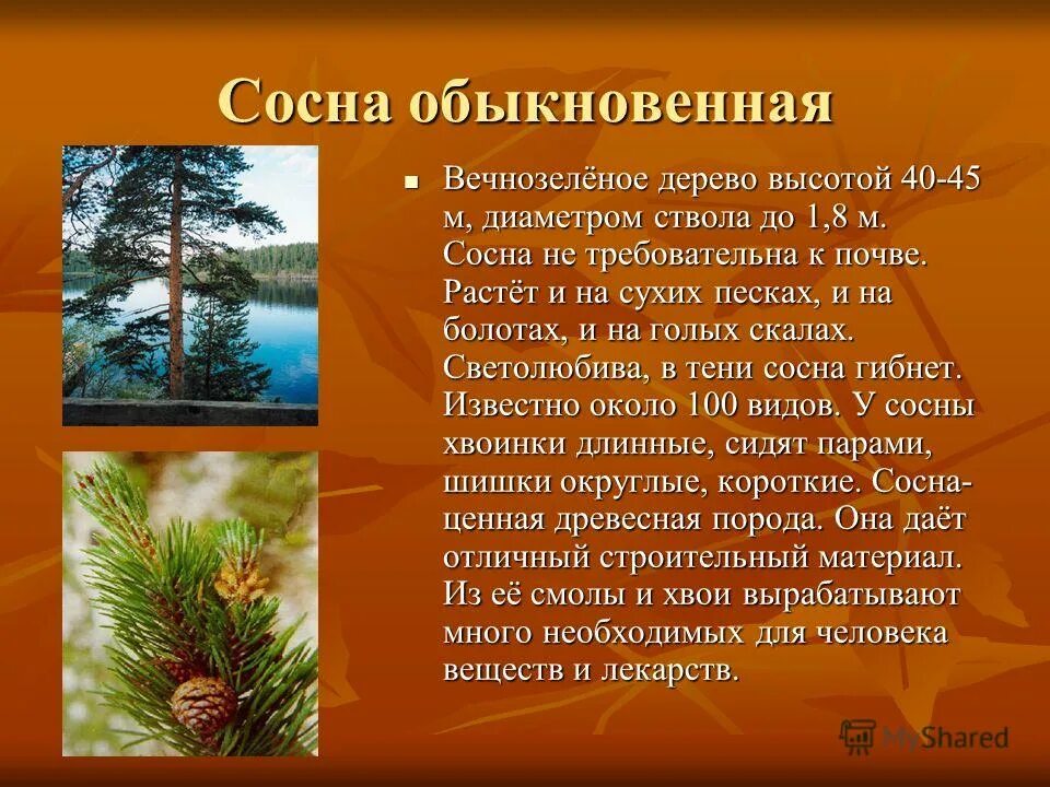 Хвойные питание